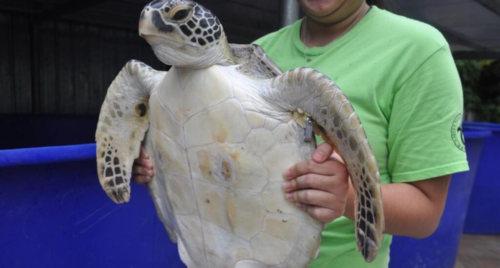 Can You Have A Sea Turtle As A Pet? Quick Answer