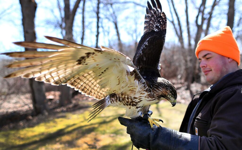 Can You Have A Hawk As A Pet? Quick Answer