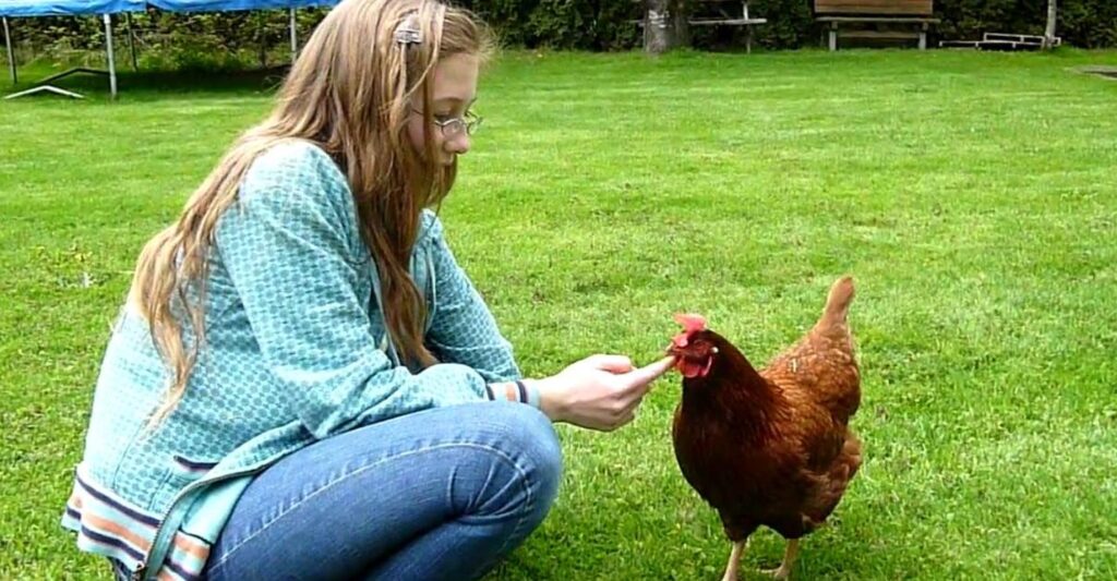 Do Chickens Like Being Pet? Comprehensive Guide