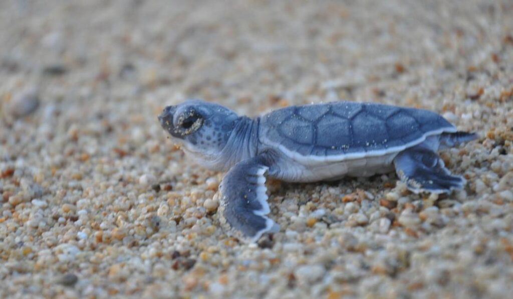 Can You Have A Sea Turtle As A Pet? Quick Answer