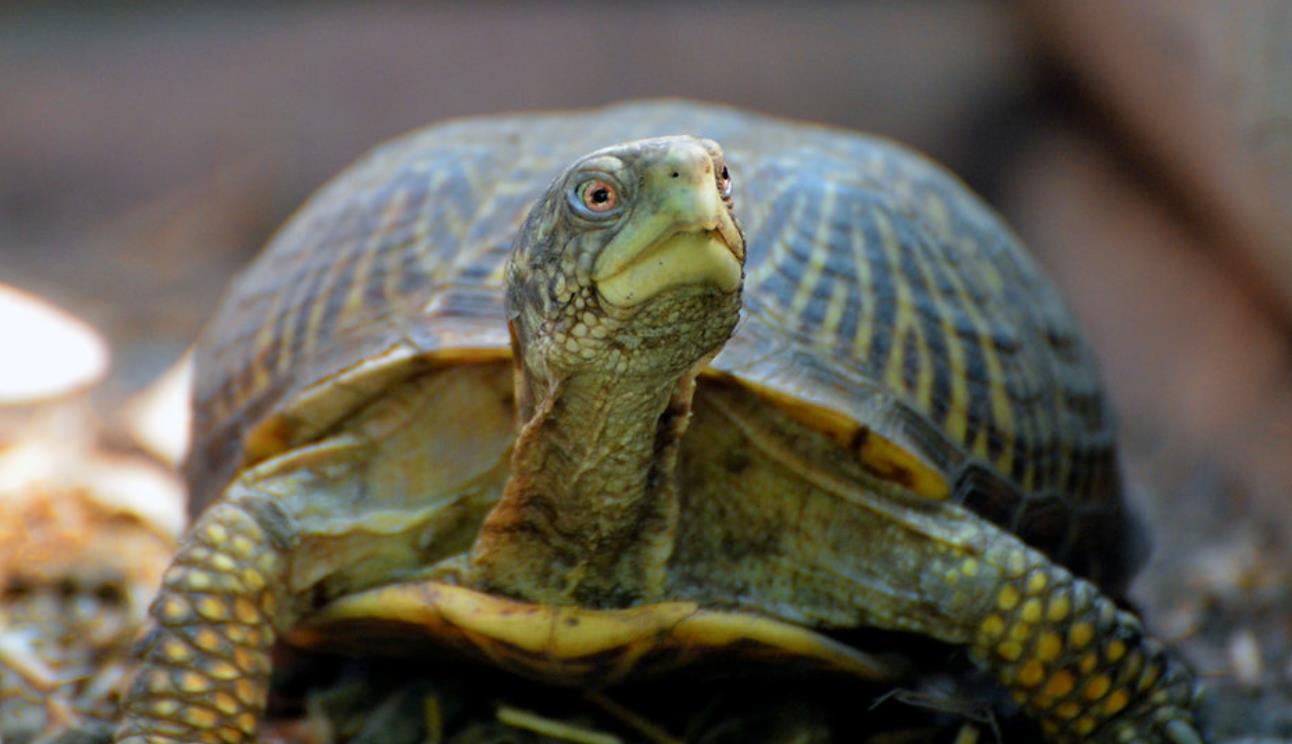 Can A Turtle Be A Service Animal? Quick Answer