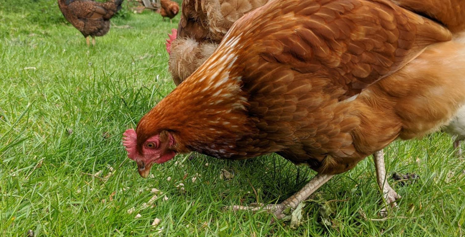 Can Chickens Eat Crab Shells? Answer & Feeding Tips