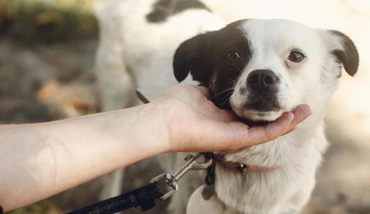 Can Animals Sense Your Aura? A Complete Breakdown