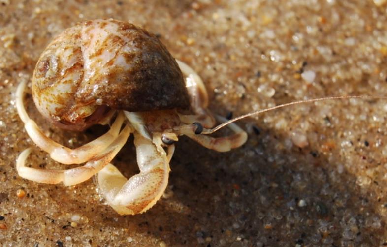 How Smart Are Hermit Crabs? (They're Smarter Than You Think)