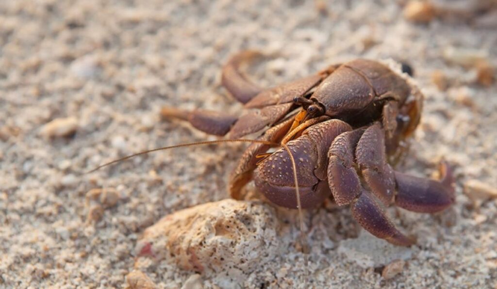 Is A Hermit Crab A Reptile? All You Need To Know