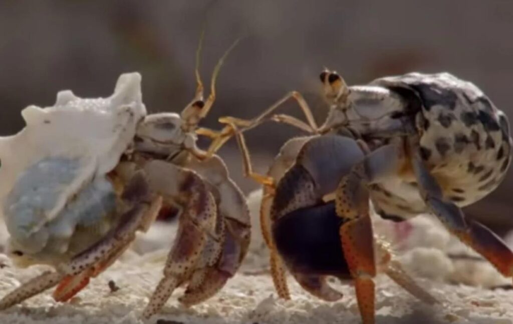 How To Introduce New Hermit Crabs To Each Other? Explained