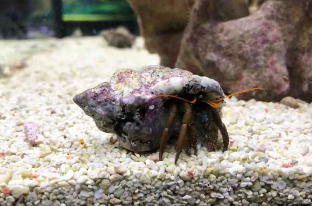 How To Keep Hermit Crabs Warm Without A Heater? Answered