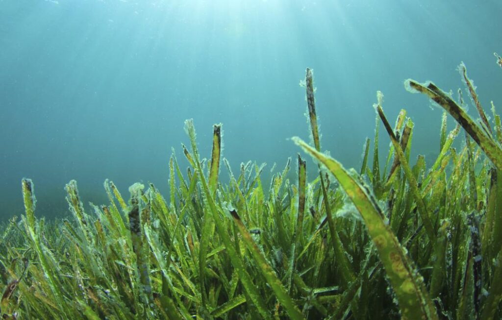 What Animals Eat Seaweed? A Complete Breakdown