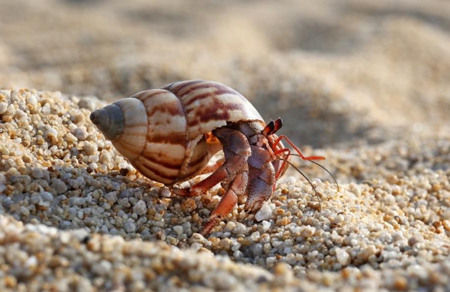 How To Introduce New Hermit Crabs To Each Other? Explained