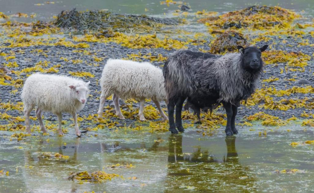 What Animals Eat Seaweed? A Complete Breakdown