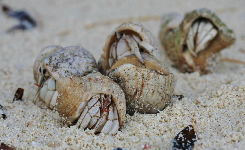 Do Hermit Crabs Like To Climb? All You Need To Know