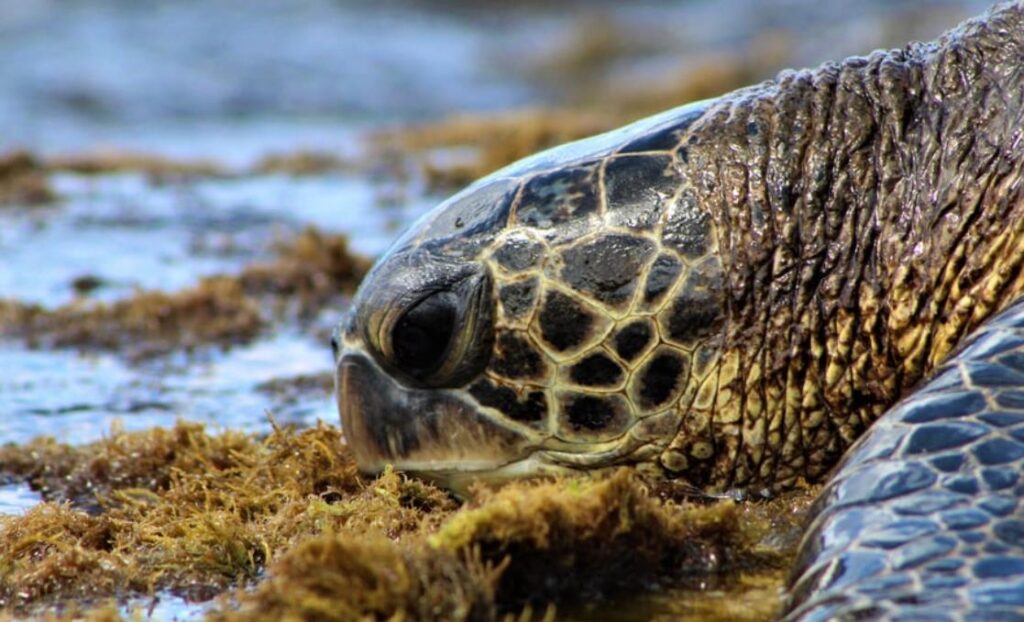 What Animals Eat Seaweed? A Complete Breakdown