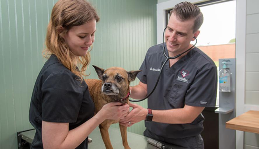 Do Animal Hospitals Do Payment Plans? Comprehensive Guide