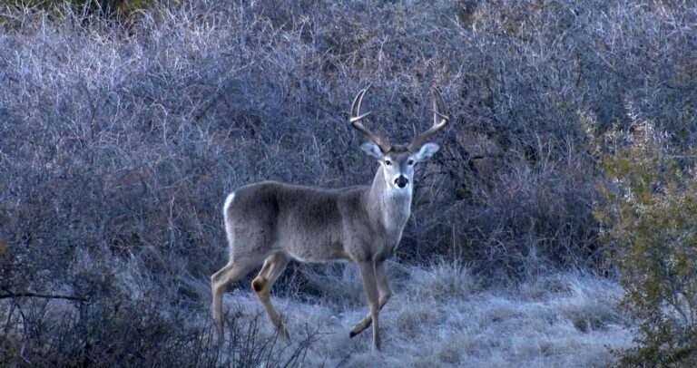 What Is Honduras National Animal? A Comprehensive Guide