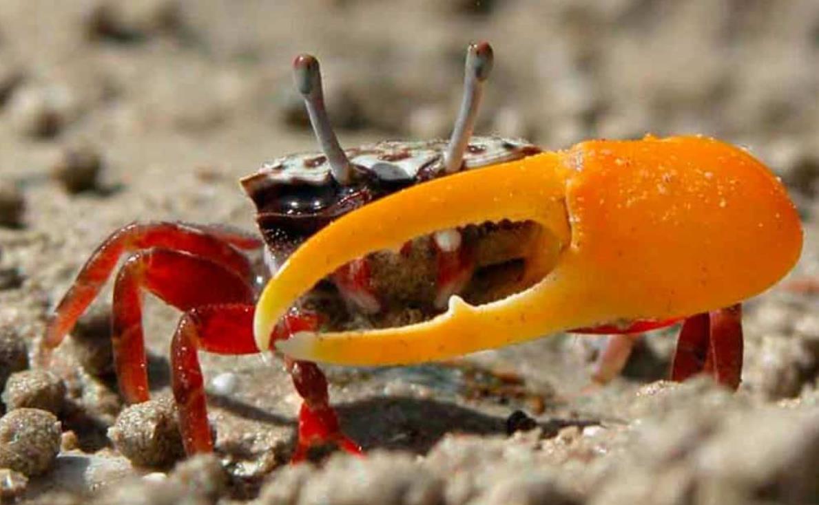 How To Keep Fiddler Crabs Alive Overnight? Explained