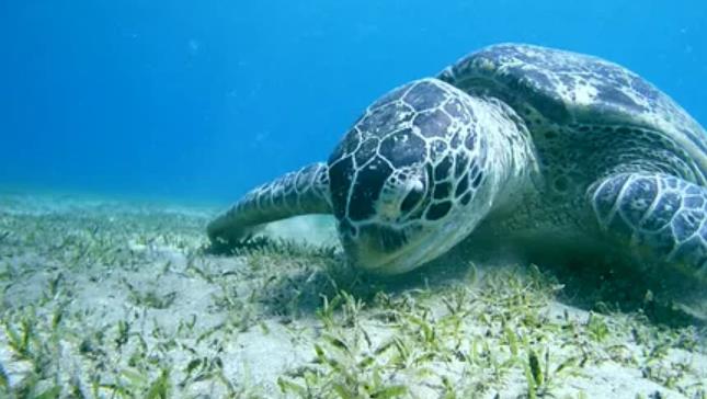 What Animals Eat Seaweed? A Complete Breakdown