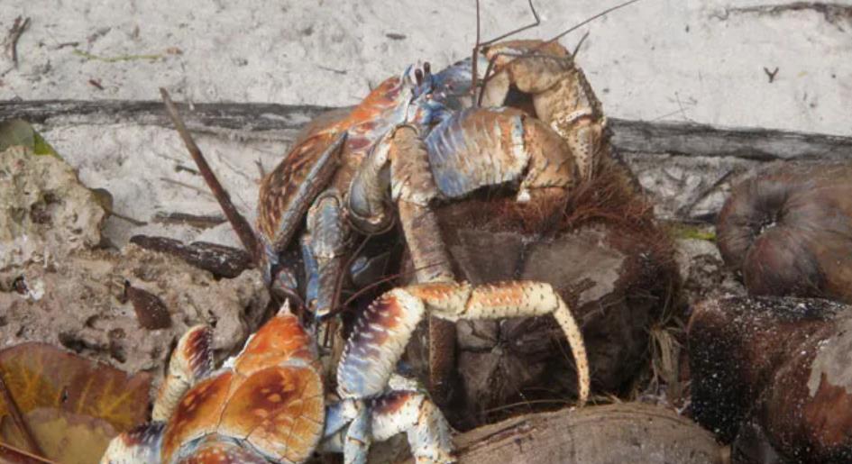 Is A Hermit Crab A Reptile? All You Need To Know