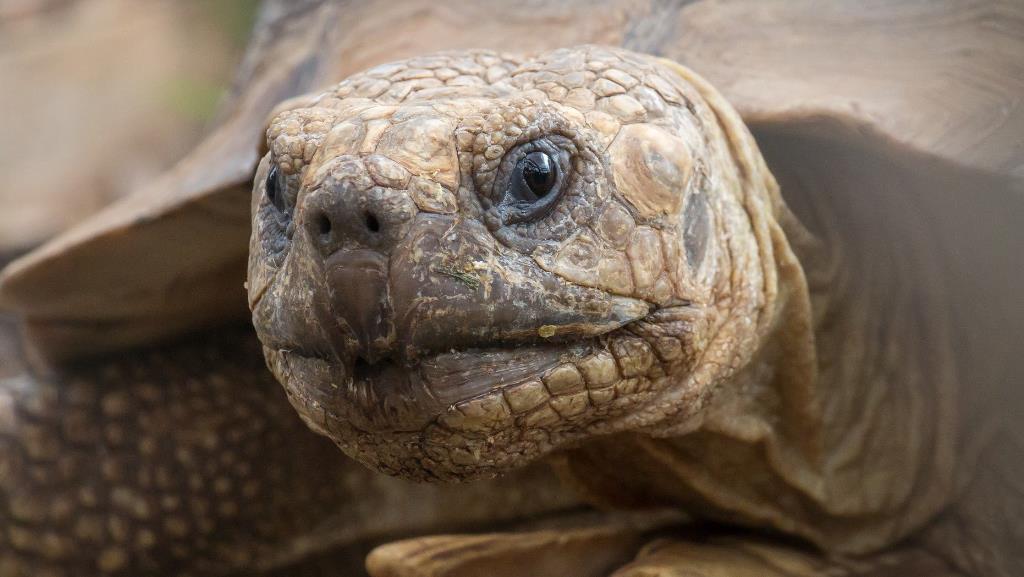 Can A Tortoise Be An Emotional Support Animal? Answered