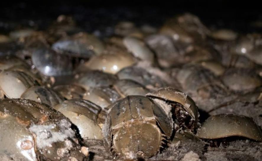 How To Preserve Horseshoe Crab Shell? Explained