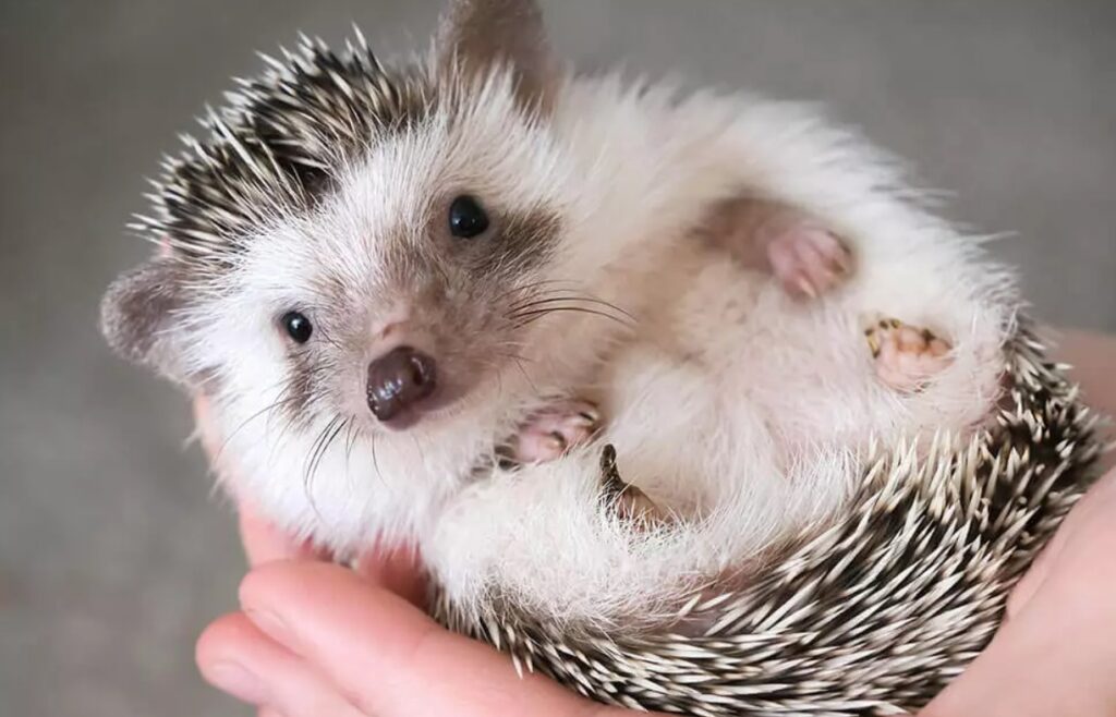 Do Hedgehogs Eat Their Babies? Is It Possible?