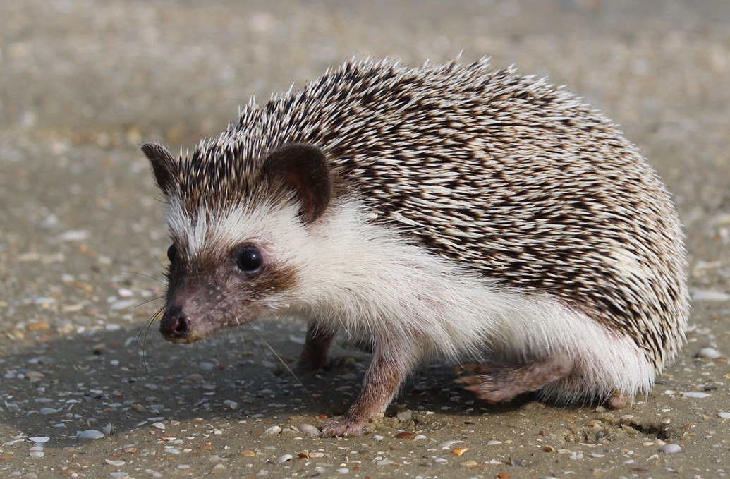 Are There Hedgehogs In Florida? Quick Answer