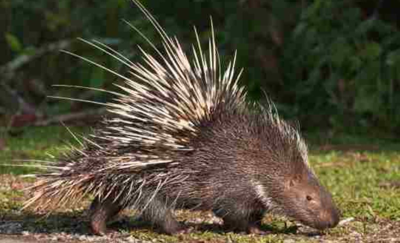 Are There Porcupines In Georgia? Quick Answer