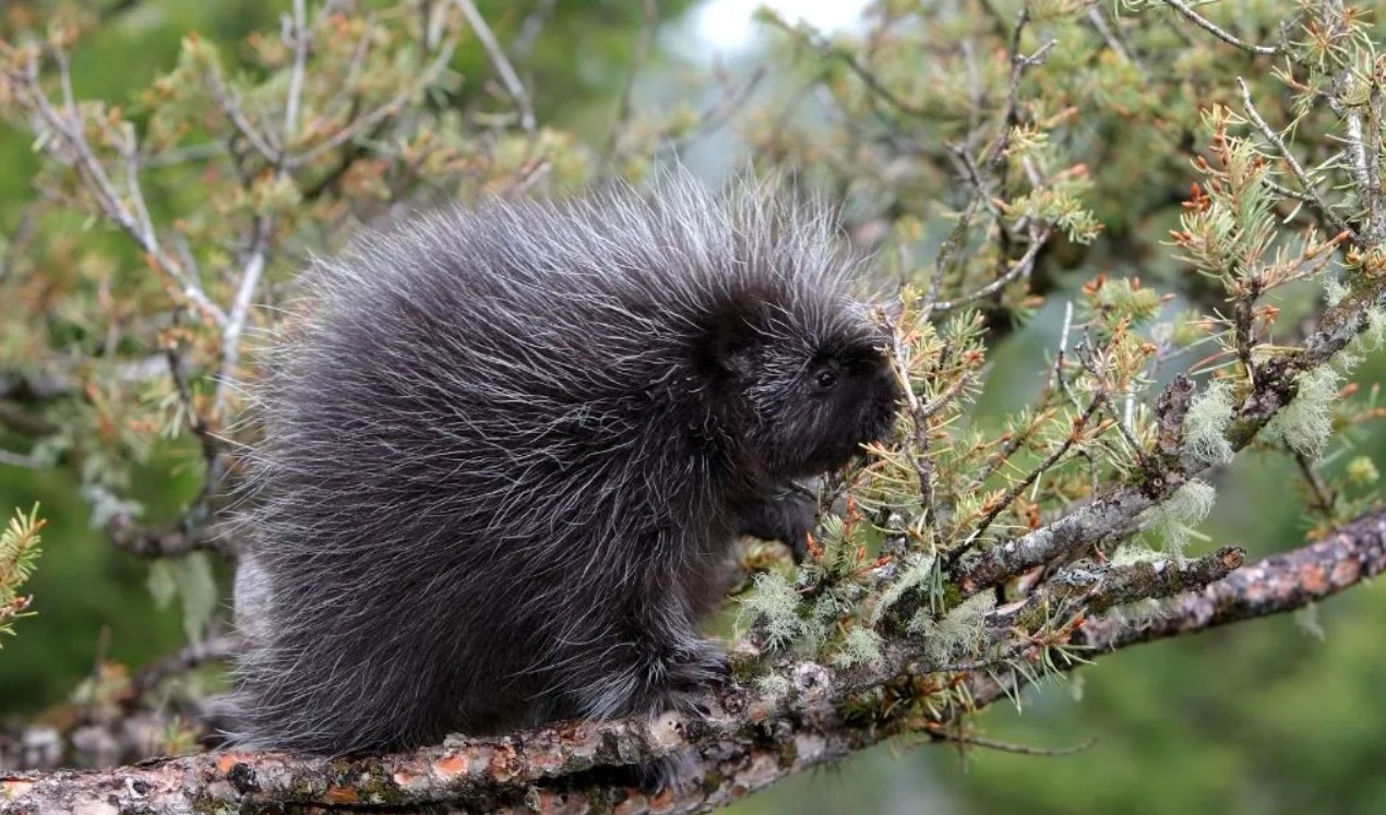 Are There Porcupines In Washington State? Answered