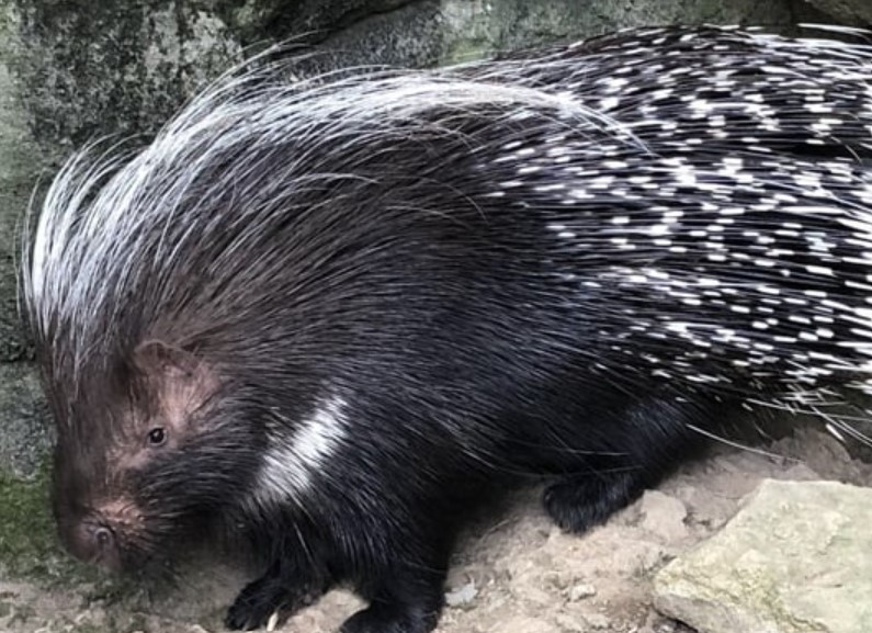 Are There Porcupines In Wisconsin? A Complete Breakdown