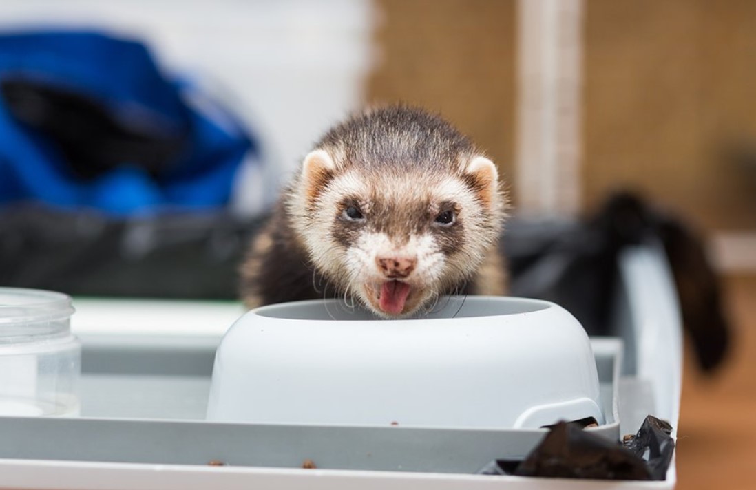 Can Ferrets Eat Guinea Pig Food? Answered