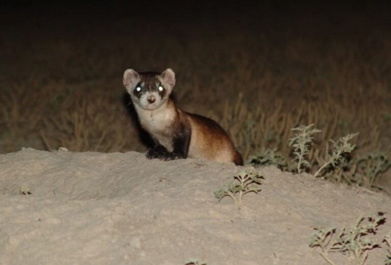 Can Ferrets See In The Dark? [Facts To Consider]