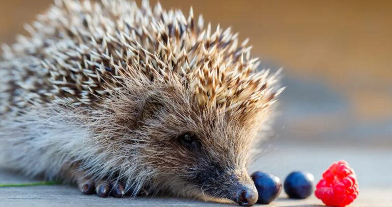 How Do Hedgehogs Mate? All You Need To Know