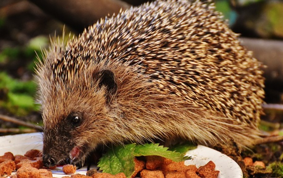 Can Hedgehogs Eat Carrots? Diet Facts & Tips