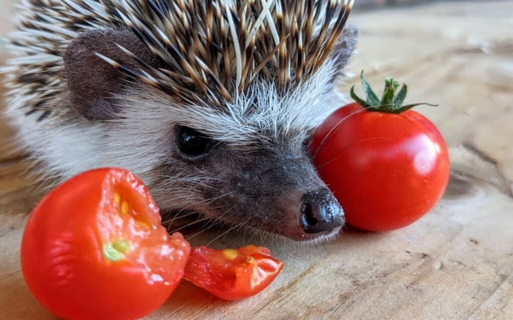 Can Hedgehogs Eat Tomatoes? All You Need To Know