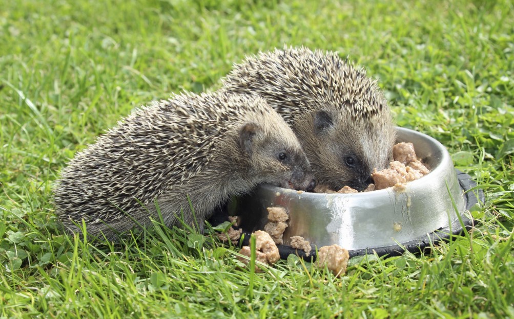 Can Hedgehogs Eat Wet Cat Food? Quick Answer