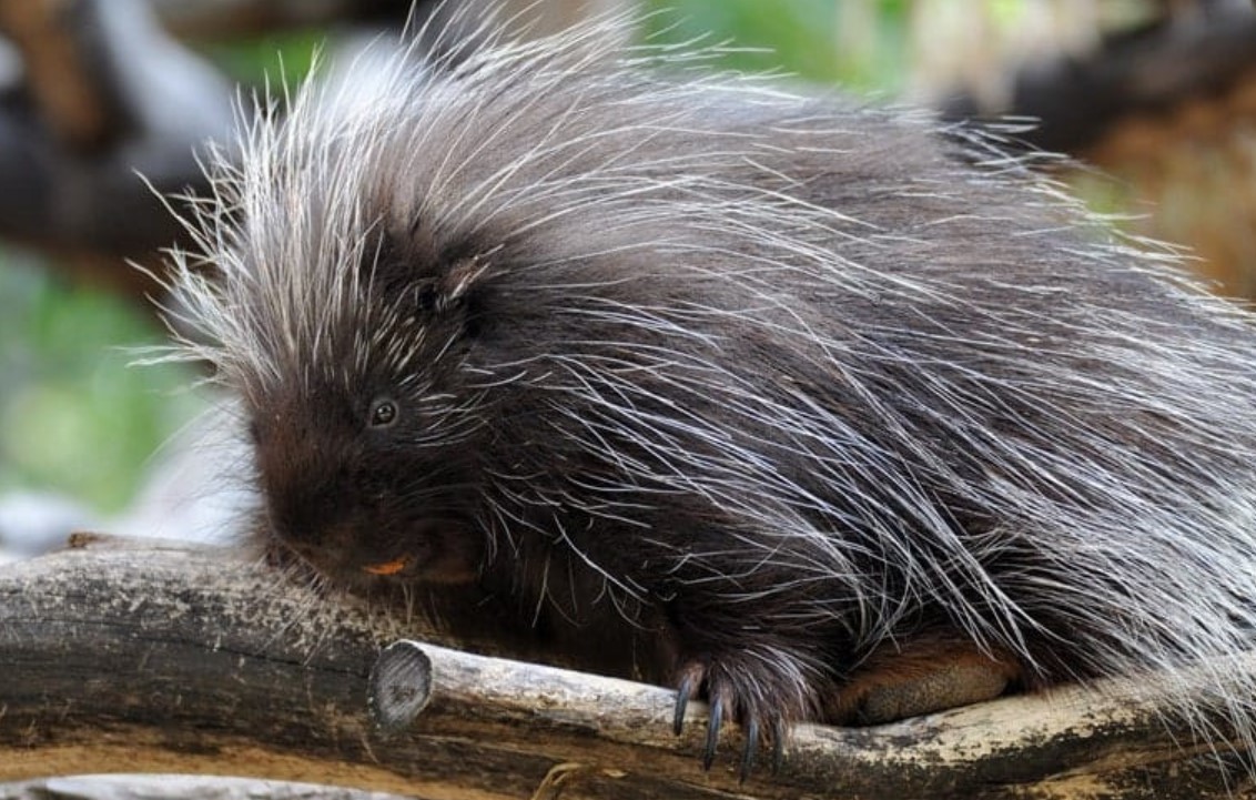 How To Deter Porcupines From Eating Wood? Explained