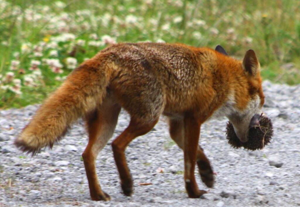 Do Foxes Eat Hedgehogs? All You Need To Know