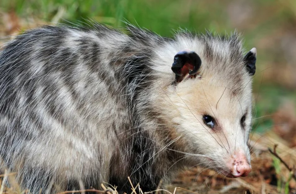 Do Male Opossums Have Pouches? All You Need To Know