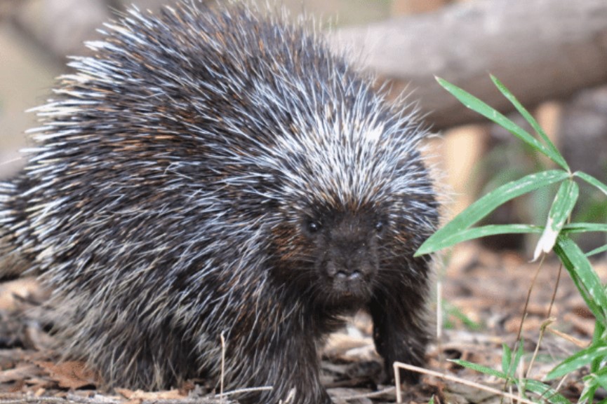 How Do You Catch A Porcupine? [explained]