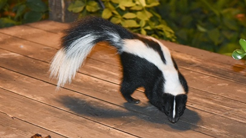 Will Skunks Eat Rat Poison? Quick ANswer