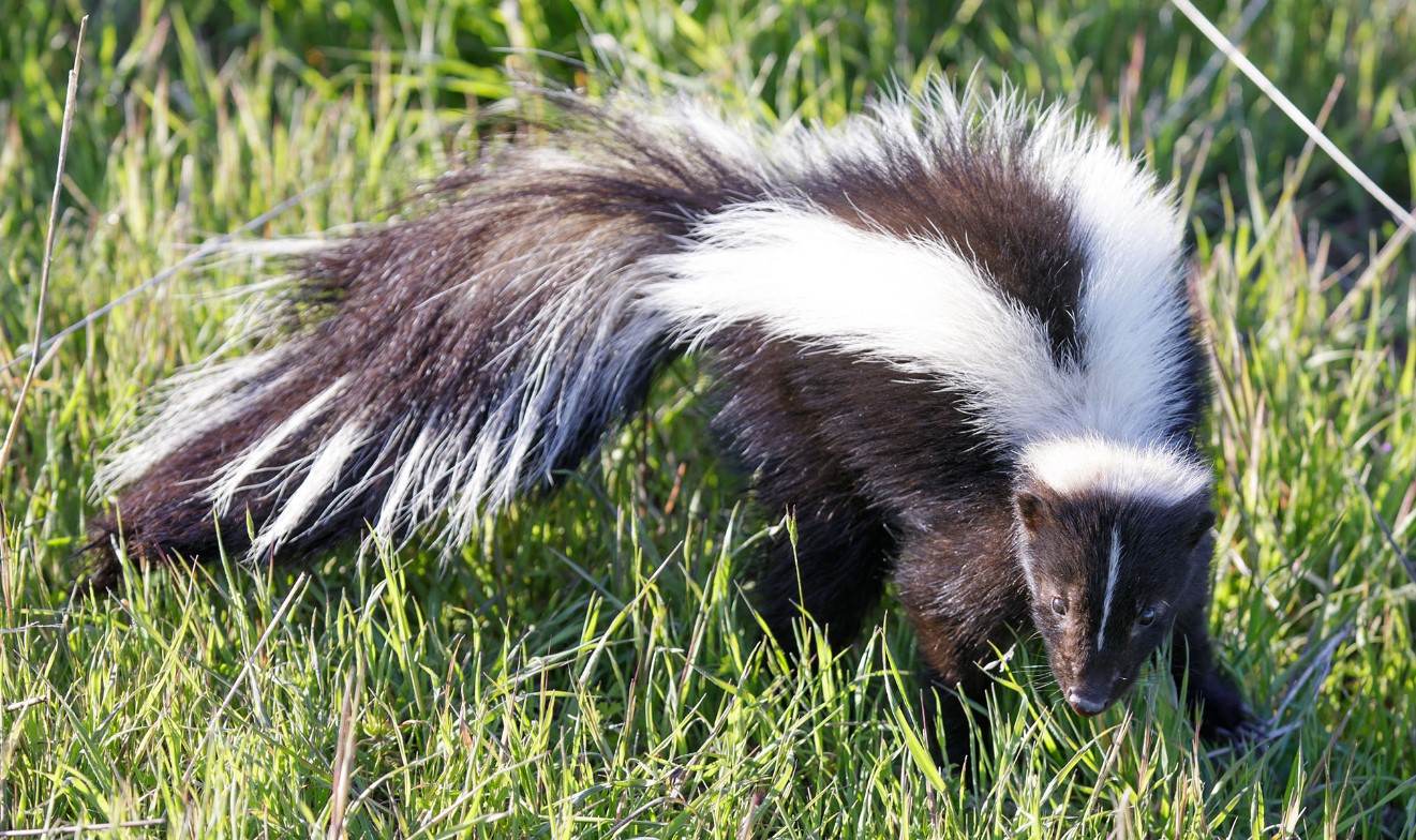 What Do Skunks Eat? All You Need To Know