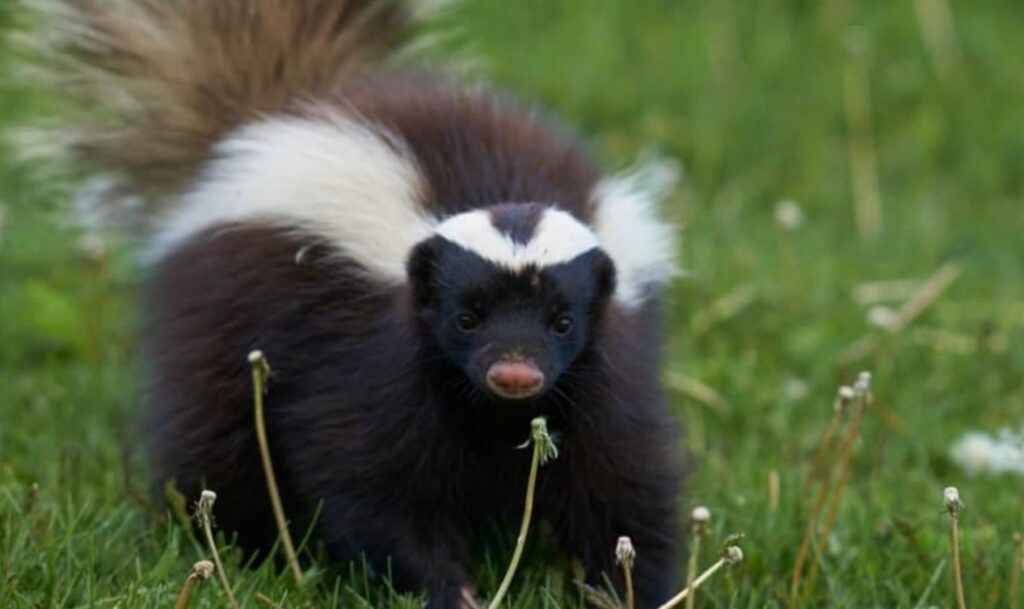 Can Skunks Climb Brick Walls? Quick Answer