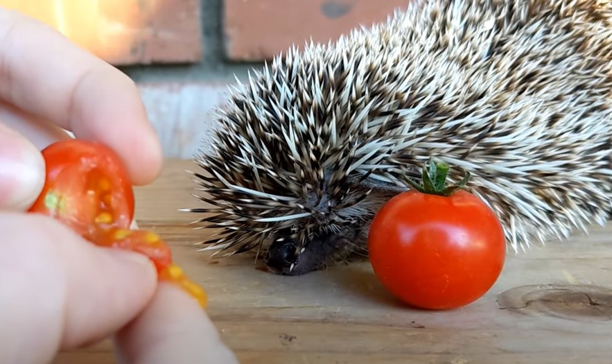 Can Hedgehogs Eat Tomatoes? All You Need To Know