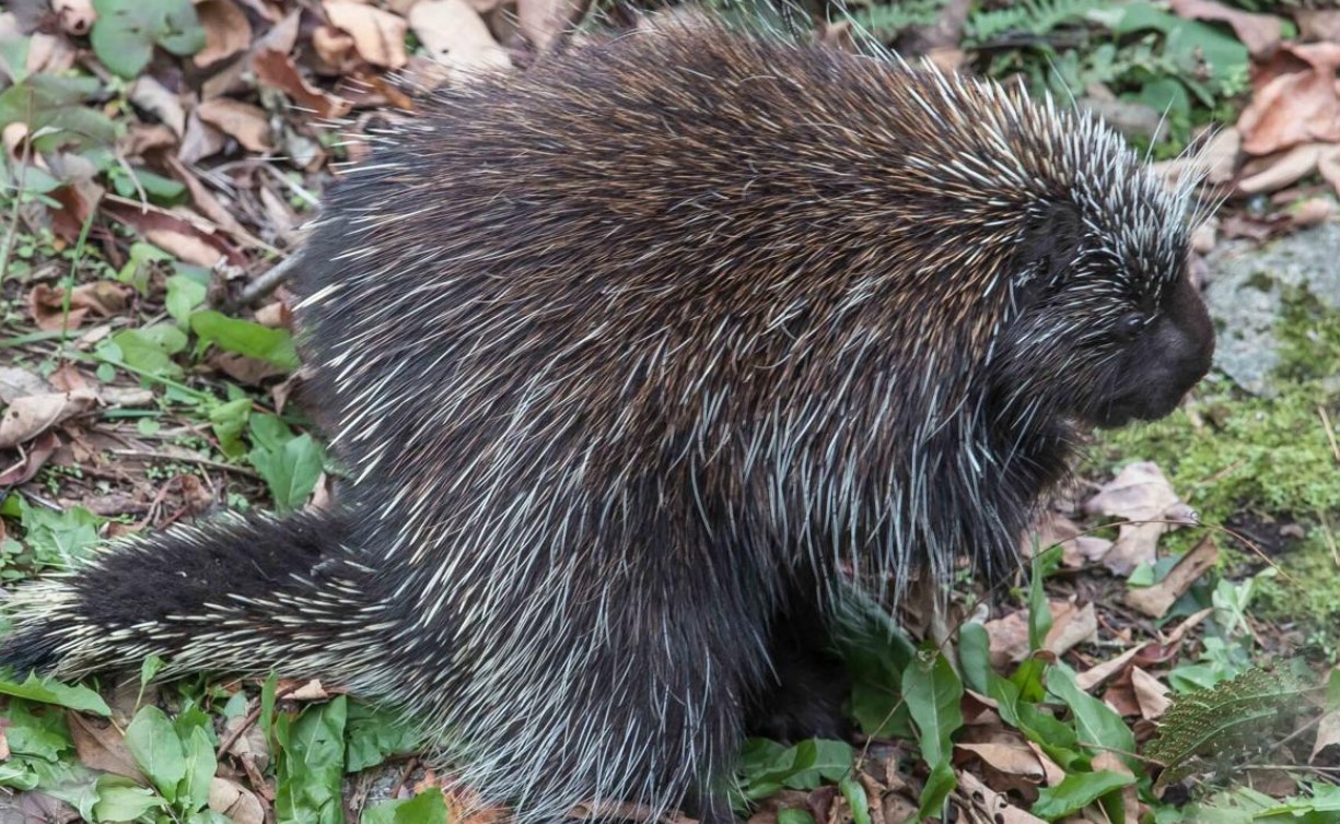 Are There Porcupines In Illinois? All You Need To Know