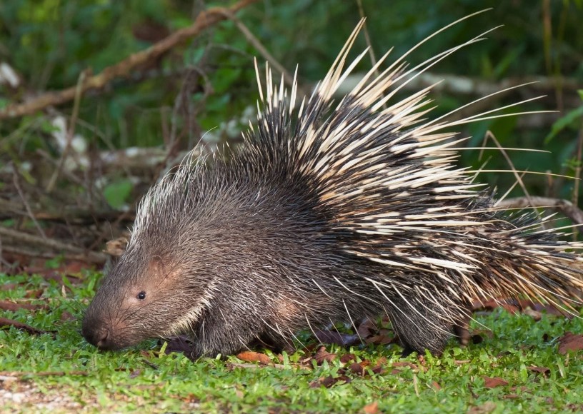 Are There Porcupines In Florida? Quick Answer