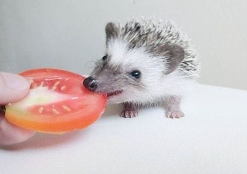 Can Hedgehogs Eat Tomatoes? All You Need To Know