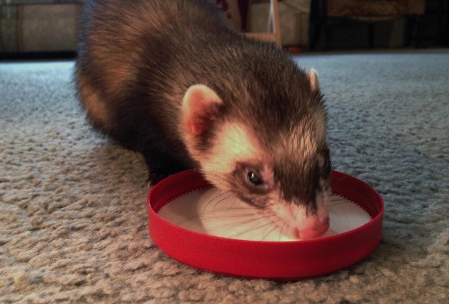 can-ferrets-drink-milk-interesting-facts