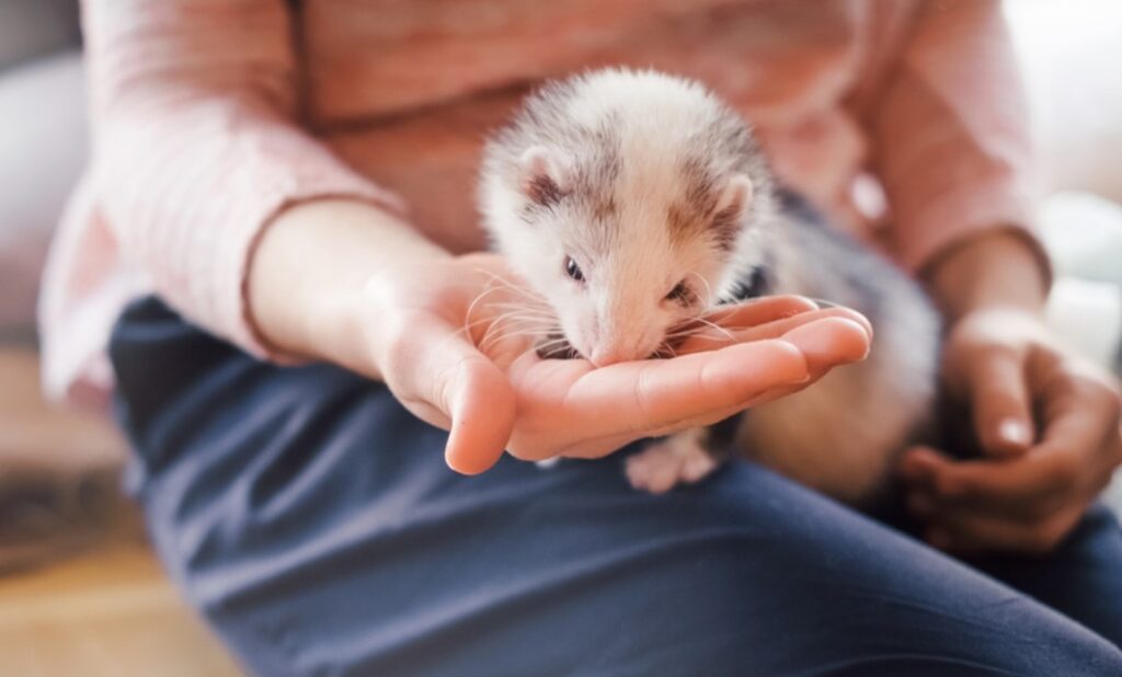 Can Ferrets Eat Shrimp? Quick Answer