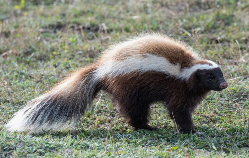 Do Skunks Like Rain? Quick Answer