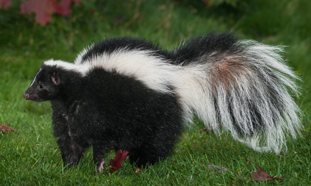 How To Kill A Skunk In A Live Trap? 5 Easy Steps