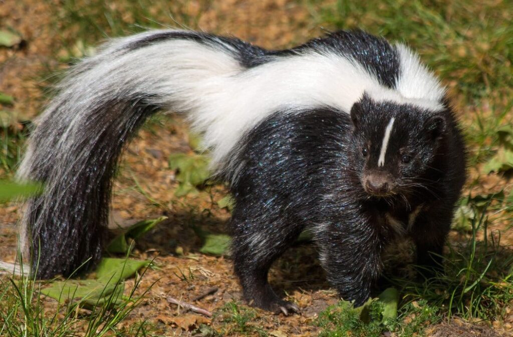 Will Skunks Eat Rat Poison? Quick ANswer